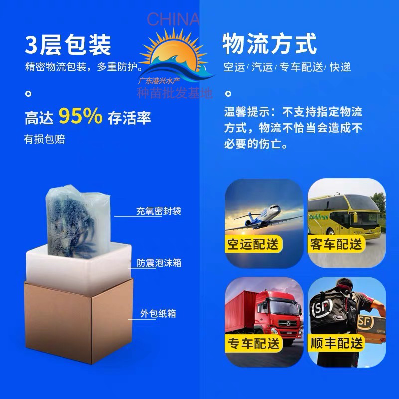 武昌鱼苗三角边鱼苗团头鲂大小鱼苗鳊鱼苗鲜活运输包活