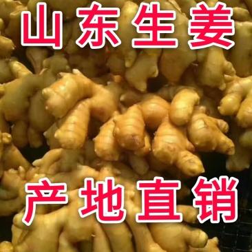 生姜产地，生姜批发大小黄姜供应全国发货一手货源