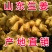 生姜产地，生姜批发大小黄姜供应全国发货一手货源