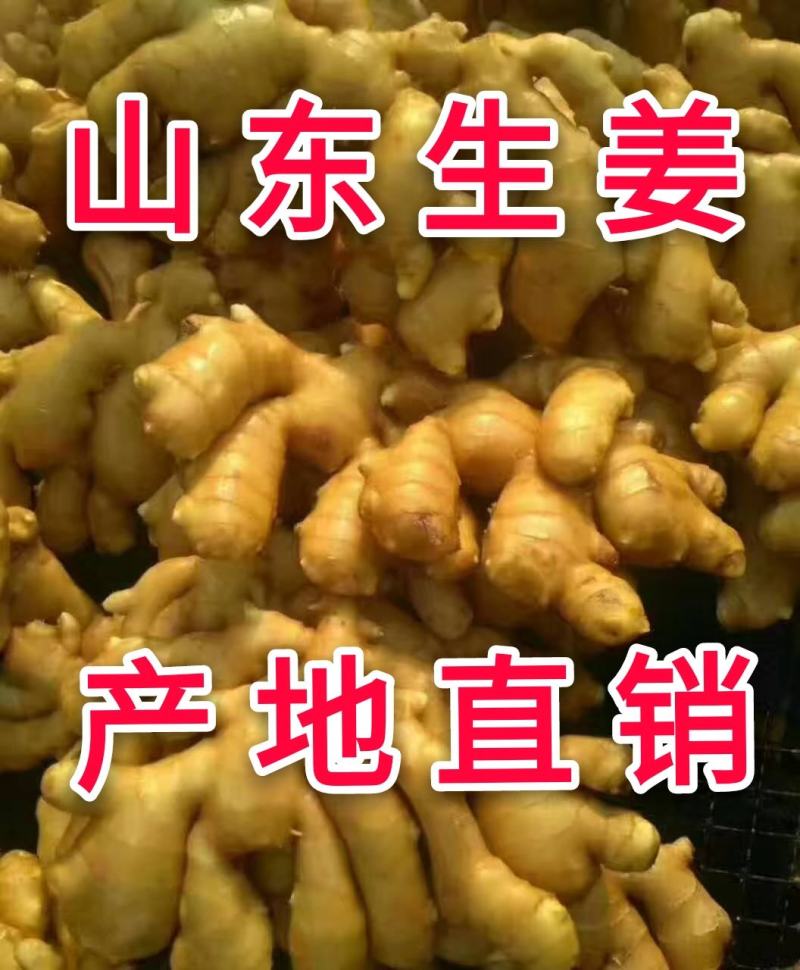 生姜产地，生姜批发大小黄姜供应全国发货一手货源