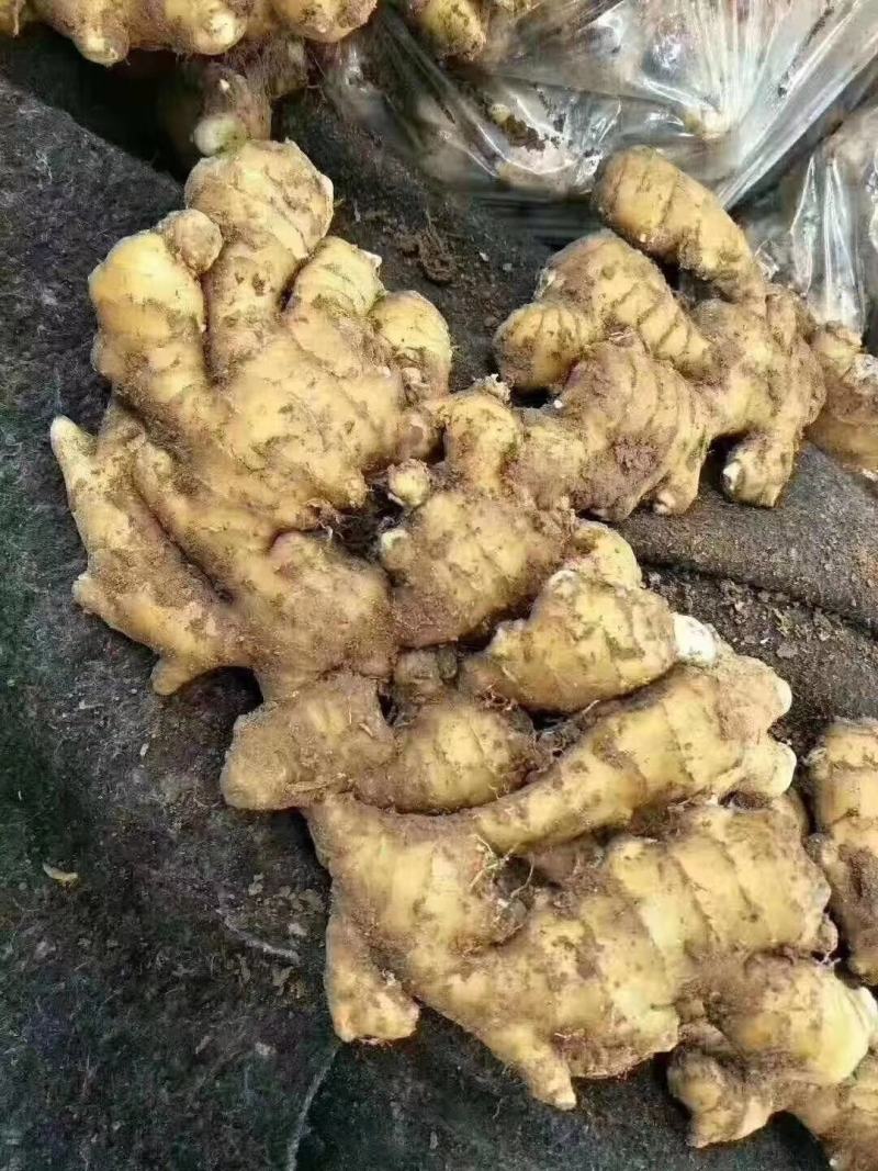 生姜产地，生姜批发大小黄姜供应全国发货一手货源