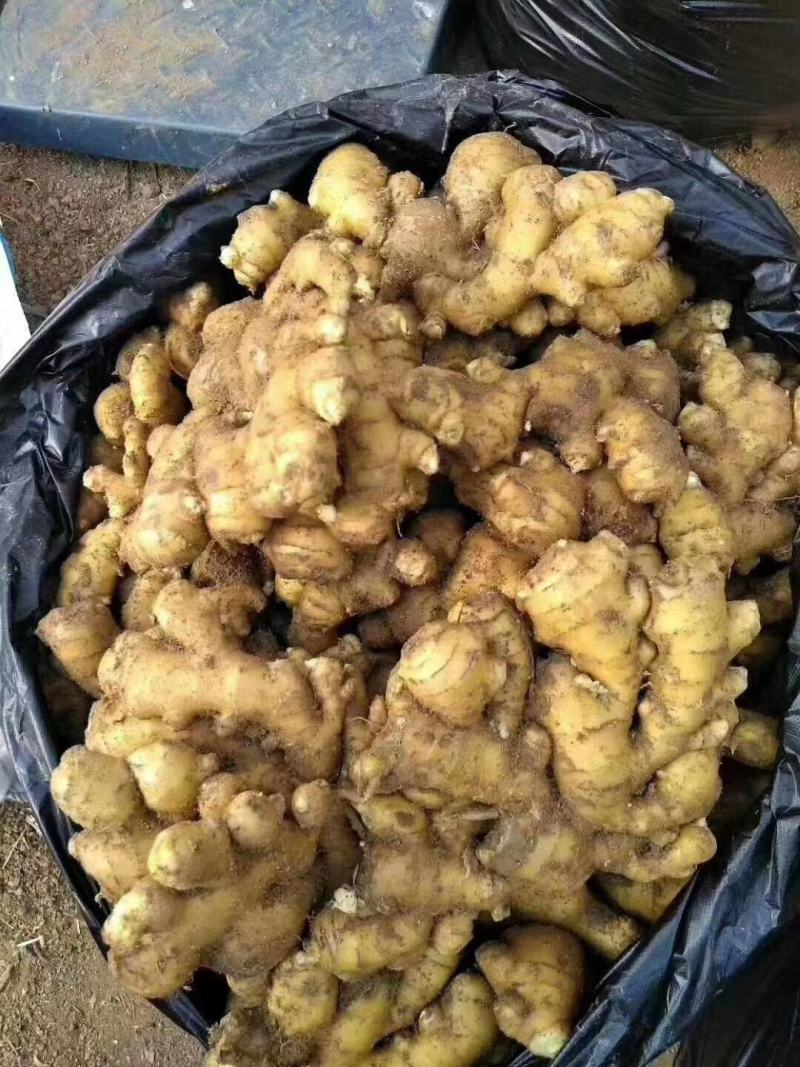 生姜产地，生姜批发大小黄姜供应全国发货一手货源