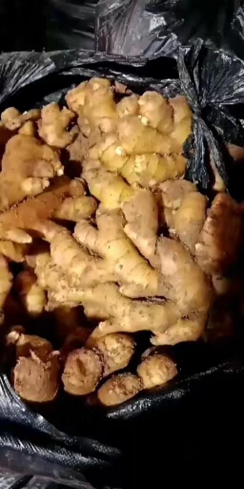 生姜产地，生姜批发大小黄姜供应全国发货一手货源