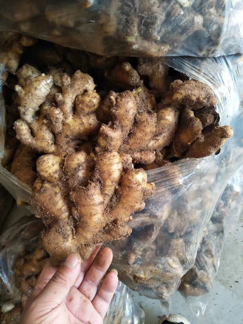 生姜产地，生姜批发大小黄姜供应全国发货一手货源