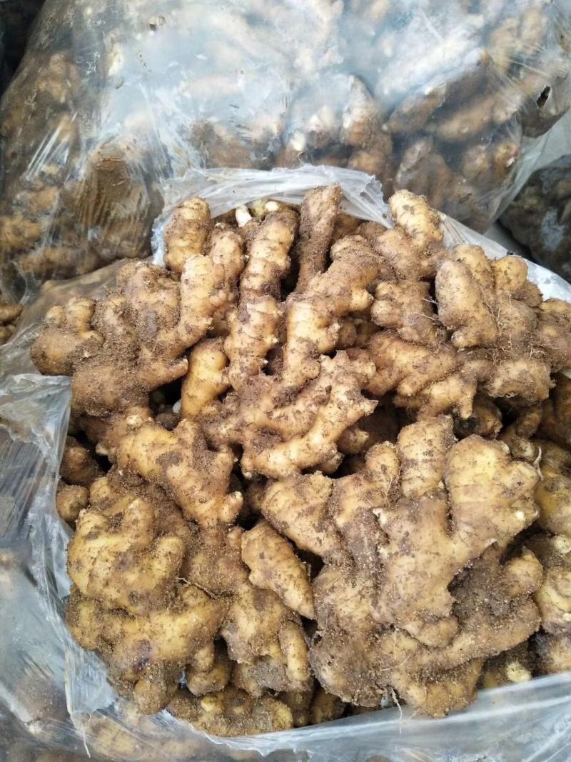 生姜产地，生姜批发大小黄姜供应全国发货一手货源
