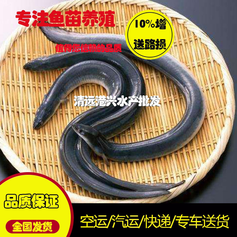 鳗鱼苗欧洲鳗白鳝鱼苗批发广东鱼苗