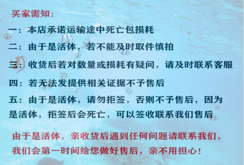 鳗鱼苗欧洲鳗白鳝鱼苗批发广东鱼苗
