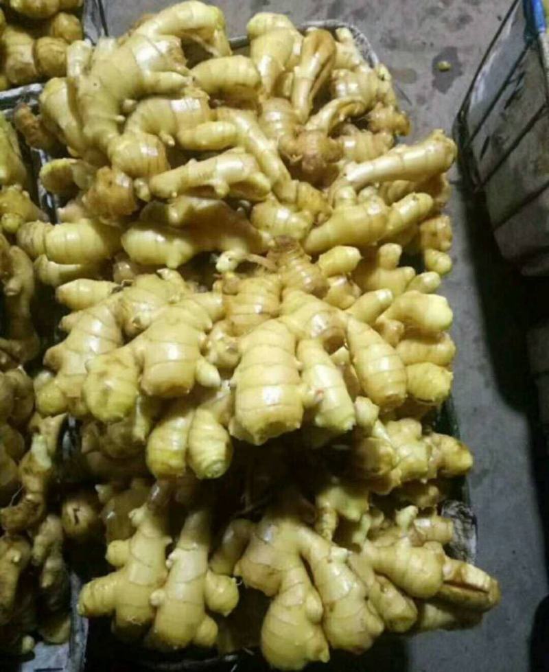 【荐】生姜产地山东生姜批发各种规格品种全量大价低