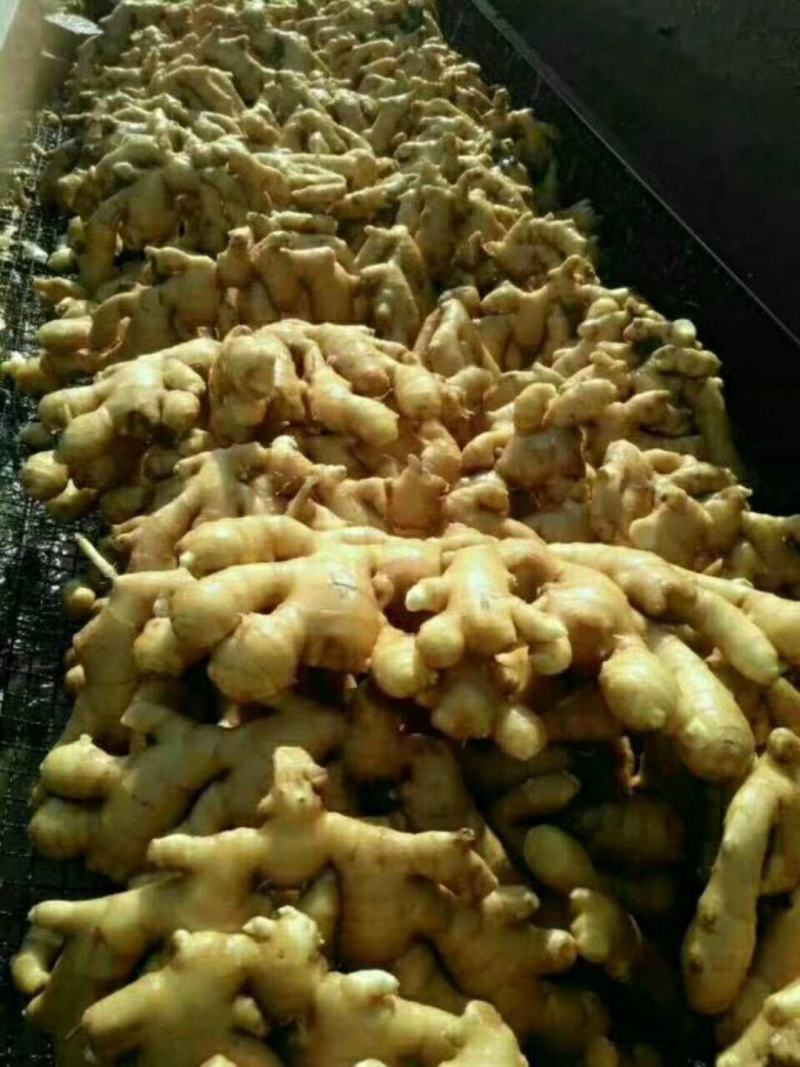 【荐】生姜产地山东生姜批发各种规格品种全量大价低