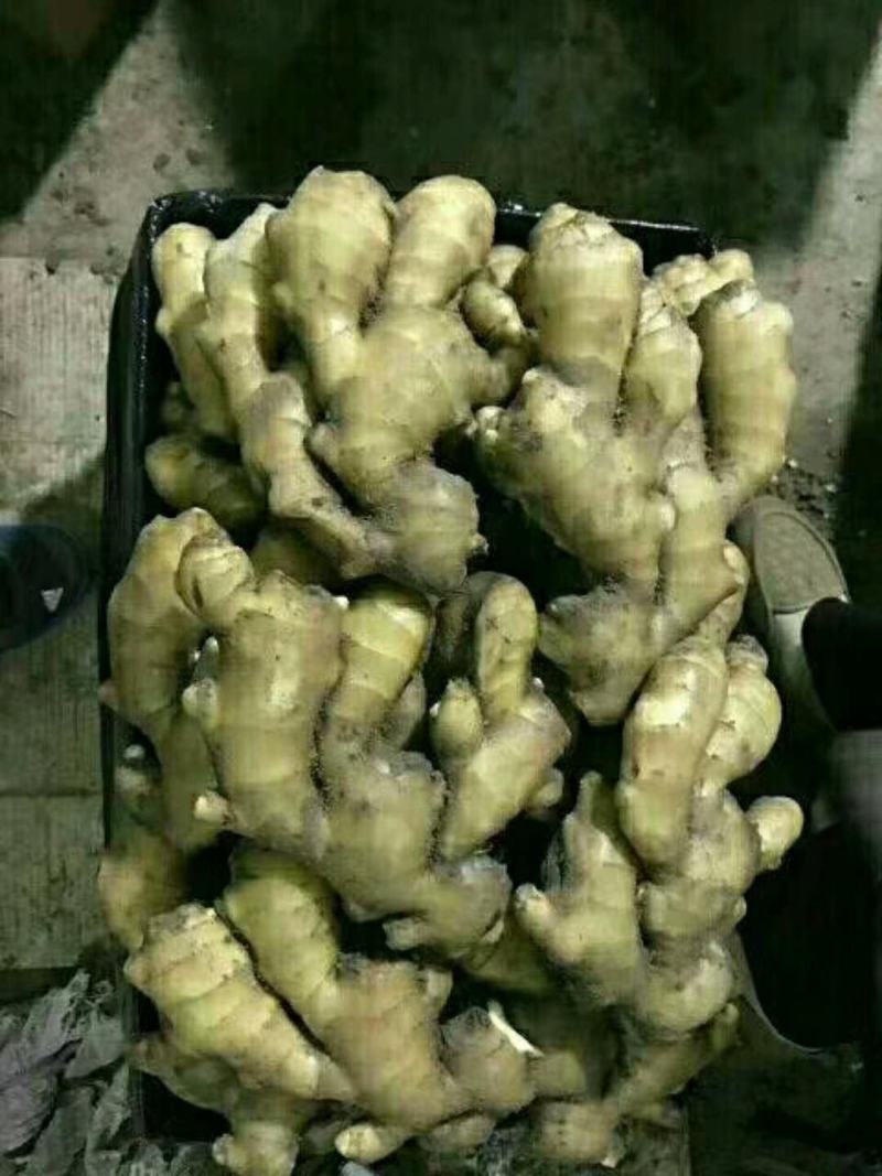 【荐】生姜产地山东生姜批发各种规格品种全量大价低