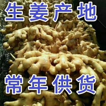 【荐】生姜产地山东生姜批发各种规格品种全量大价低