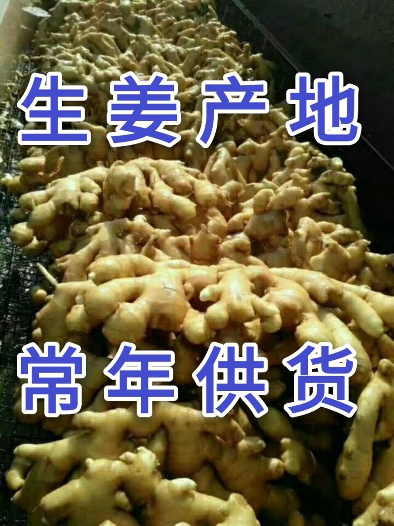 【荐】生姜产地山东生姜批发各种规格品种全量大价低