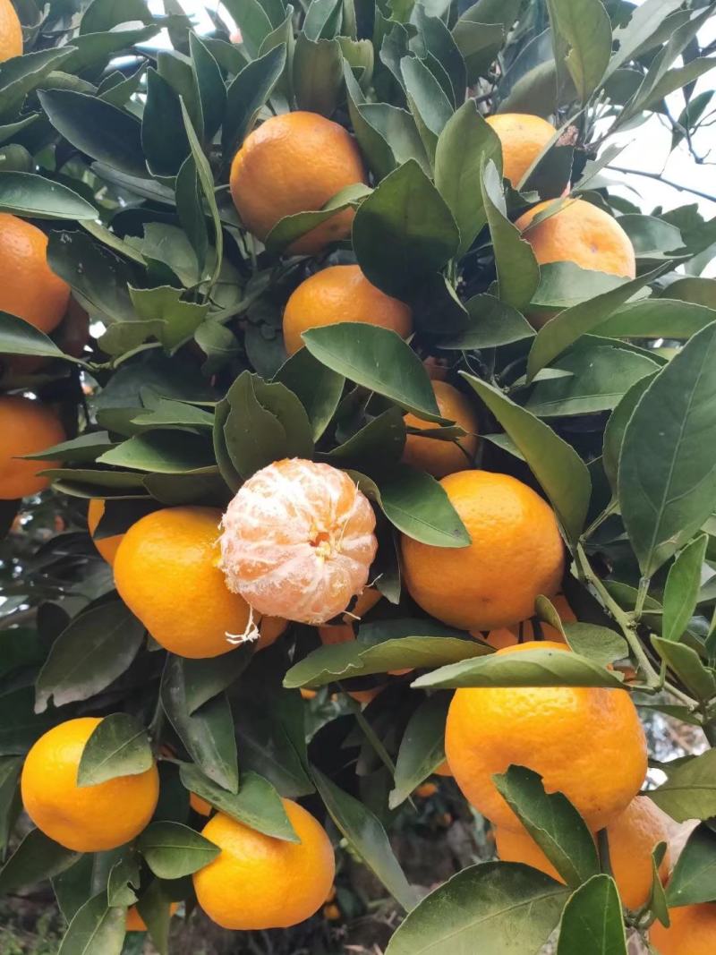 湖北南丰蜜橘，小叶蜜桔，大量供应！口感货源充足！
