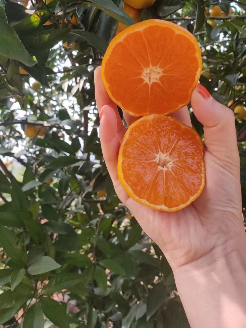 湖北南丰蜜橘，小叶蜜桔，大量供应！口感货源充足！