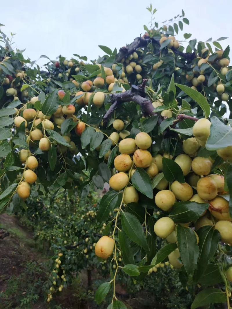 崭山米枣入口化渣，香脆甜可口，自家种植现摘现卖