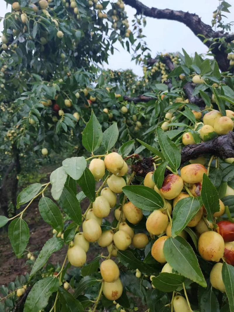 崭山米枣入口化渣，香脆甜可口，自家种植现摘现卖