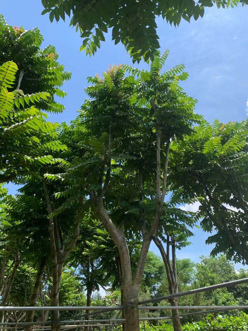 大量出售5-20光杆、骨架麻楝。需要的朋友请联系咨询
