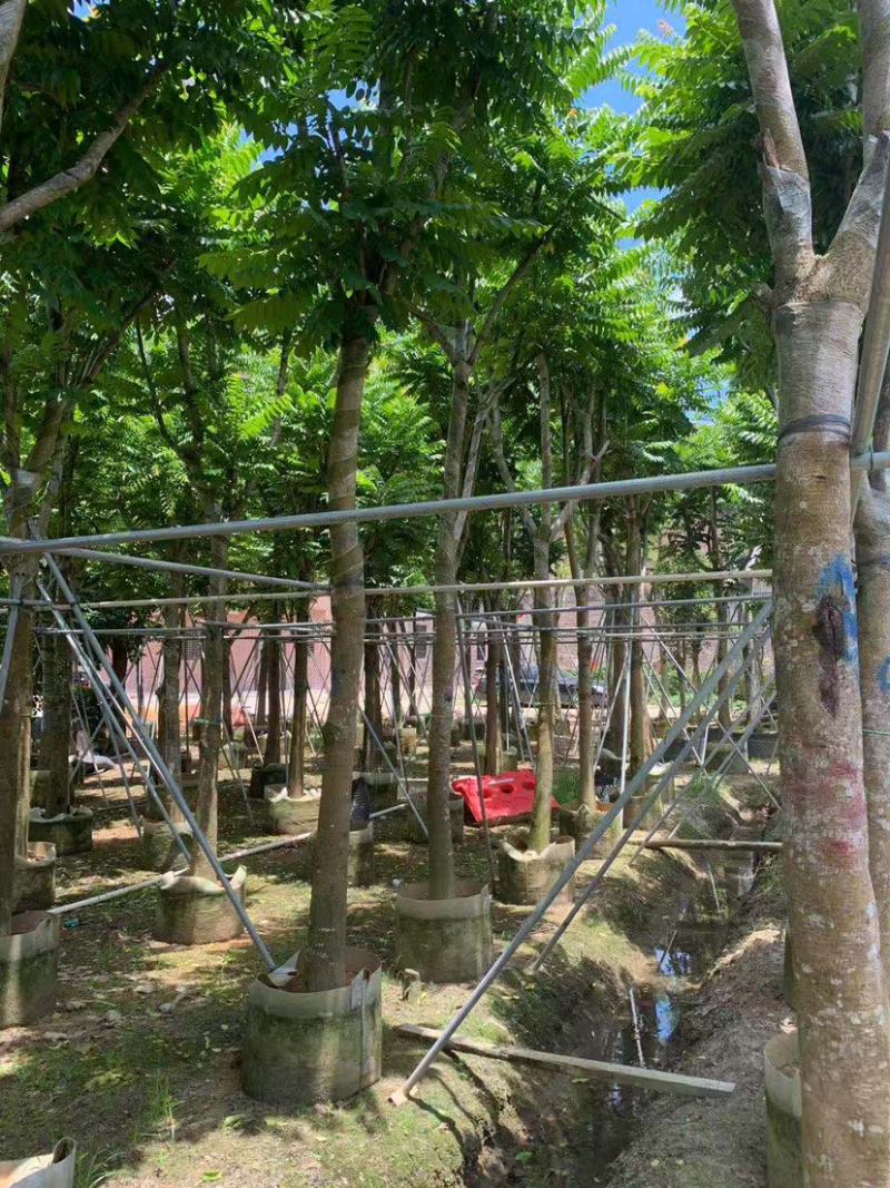 大量出售5-20光杆、骨架麻楝。需要的朋友请联系咨询