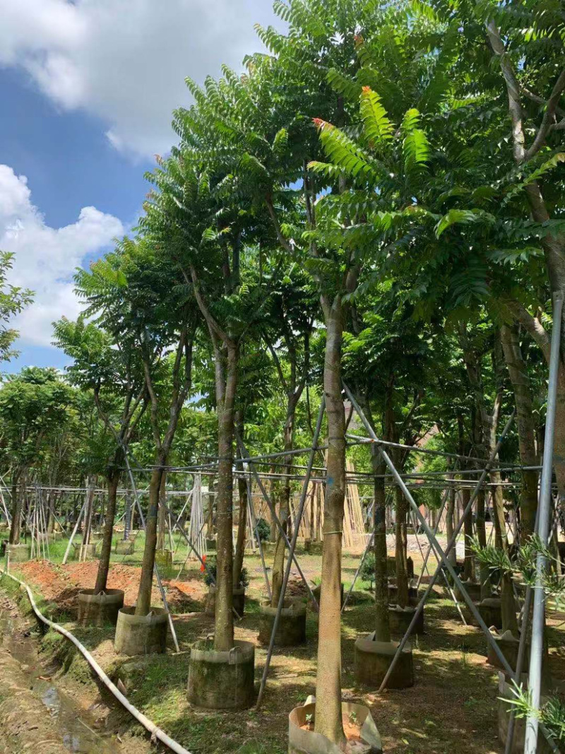 大量出售5-20光杆、骨架麻楝。需要的朋友请联系咨询