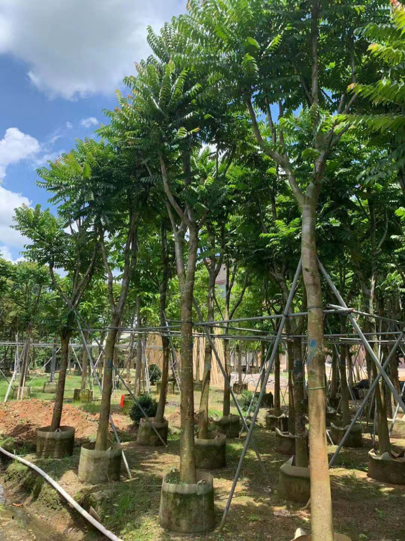 大量出售5-20光杆、骨架麻楝。需要的朋友请联系咨询