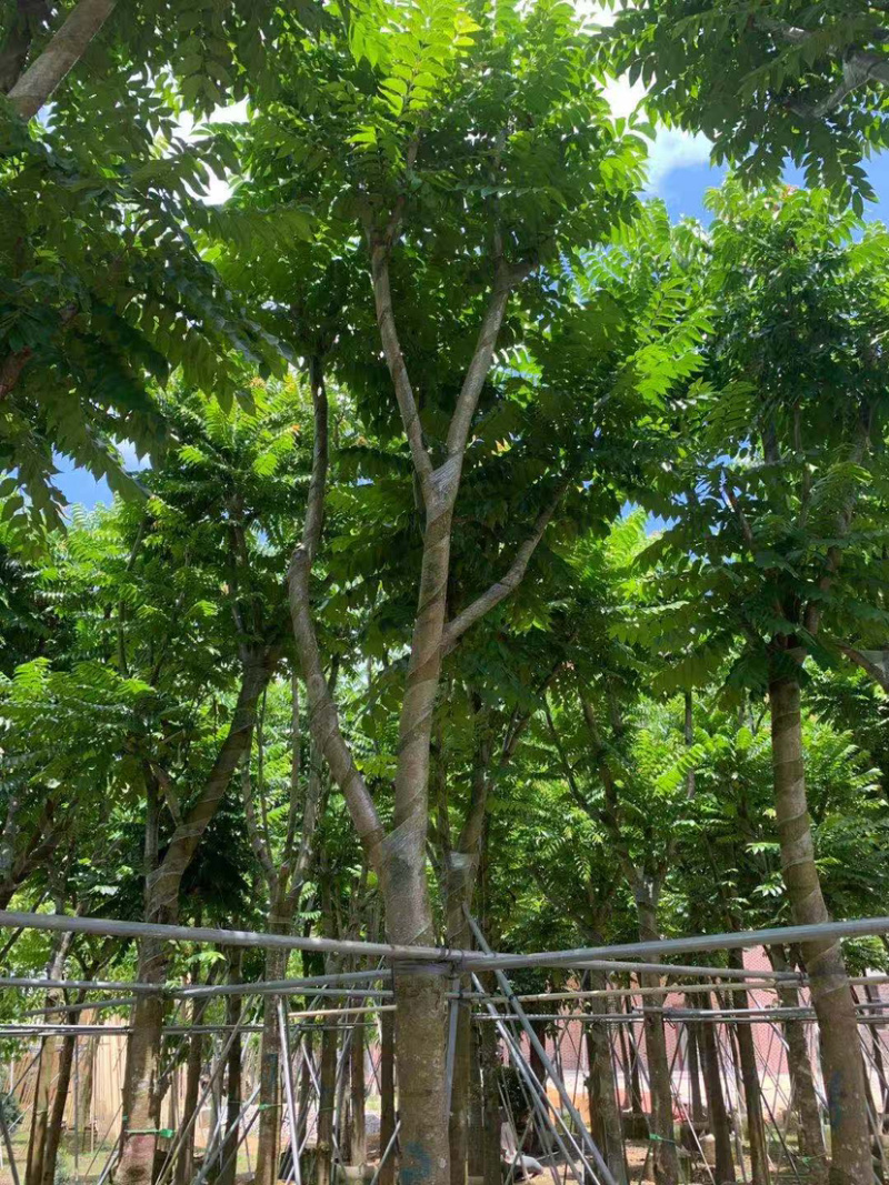 大量出售5-20光杆、骨架麻楝。需要的朋友请联系咨询