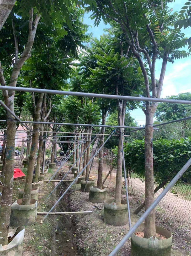 大量出售5-20光杆、骨架麻楝。需要的朋友请联系咨询