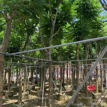 大量出售5-20光杆、骨架麻楝。需要的朋友请联系咨询