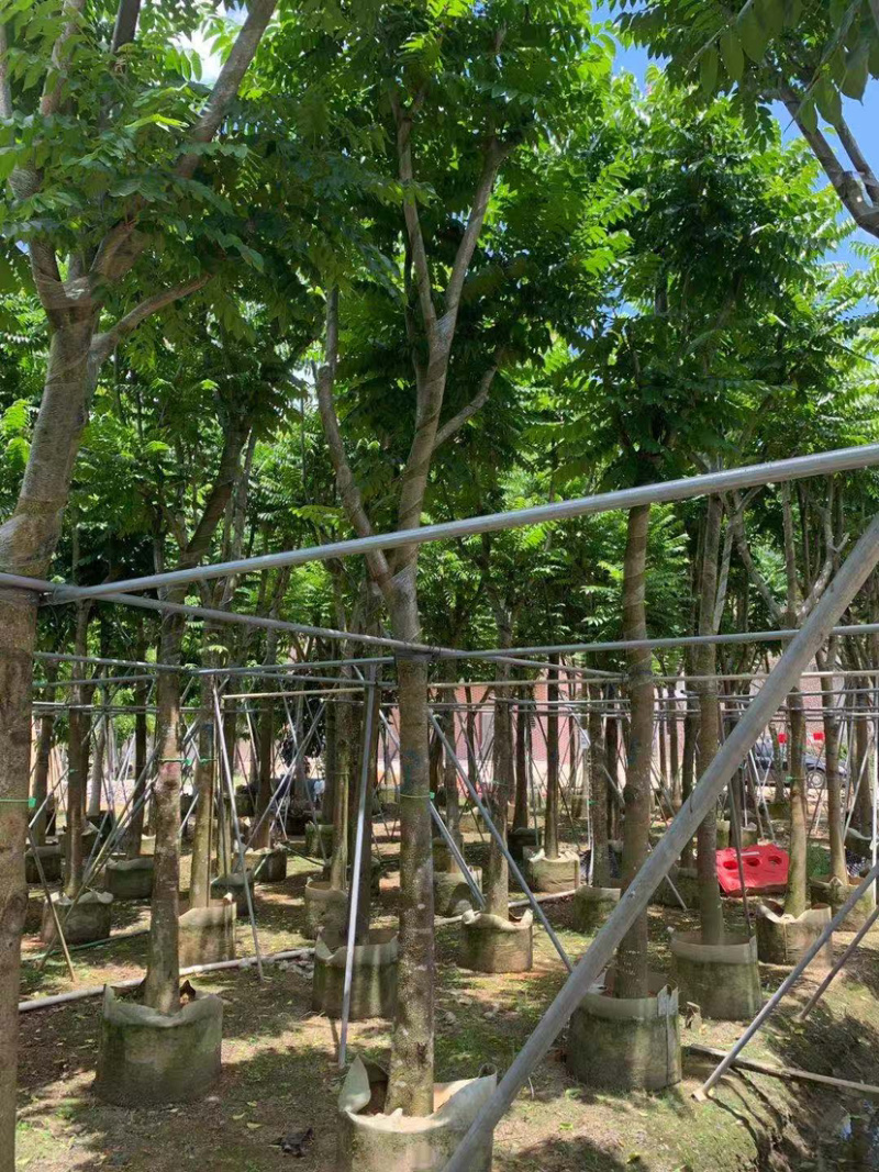 大量出售5-20光杆、骨架麻楝。需要的朋友请联系咨询