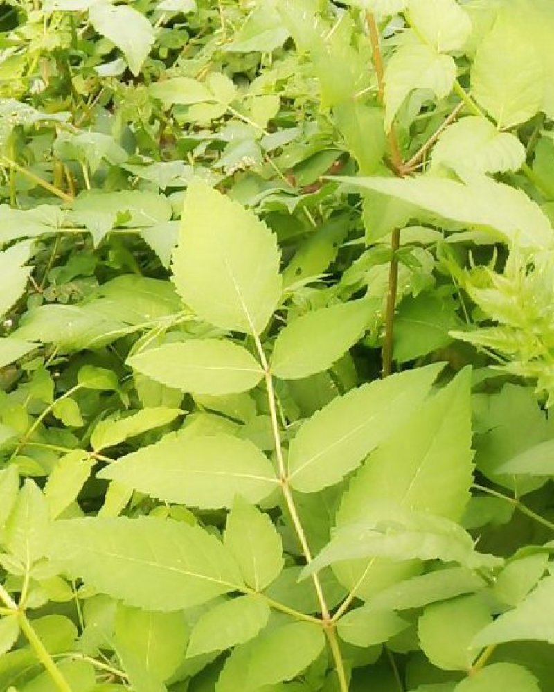 刺嫩芽苗又叫乌龙头或刺老芽东北刺老芽苗和种子
