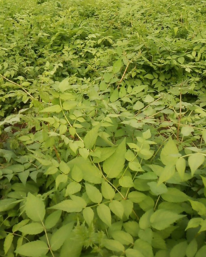 刺嫩芽苗又叫乌龙头或刺老芽东北刺老芽苗和种子