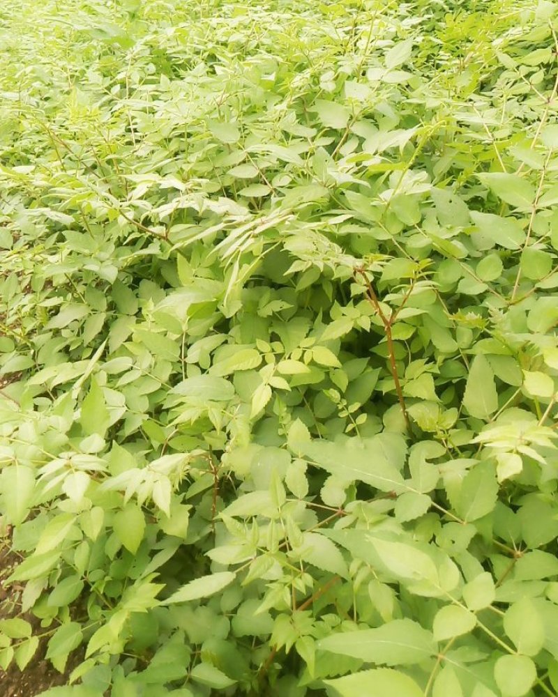 刺嫩芽苗又叫乌龙头或刺老芽东北刺老芽苗和种子