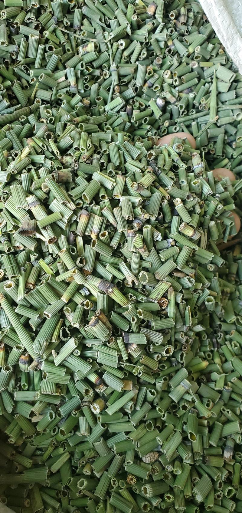 【精品】河北木贼新货上市无硫品质保证量大优惠欢迎咨询