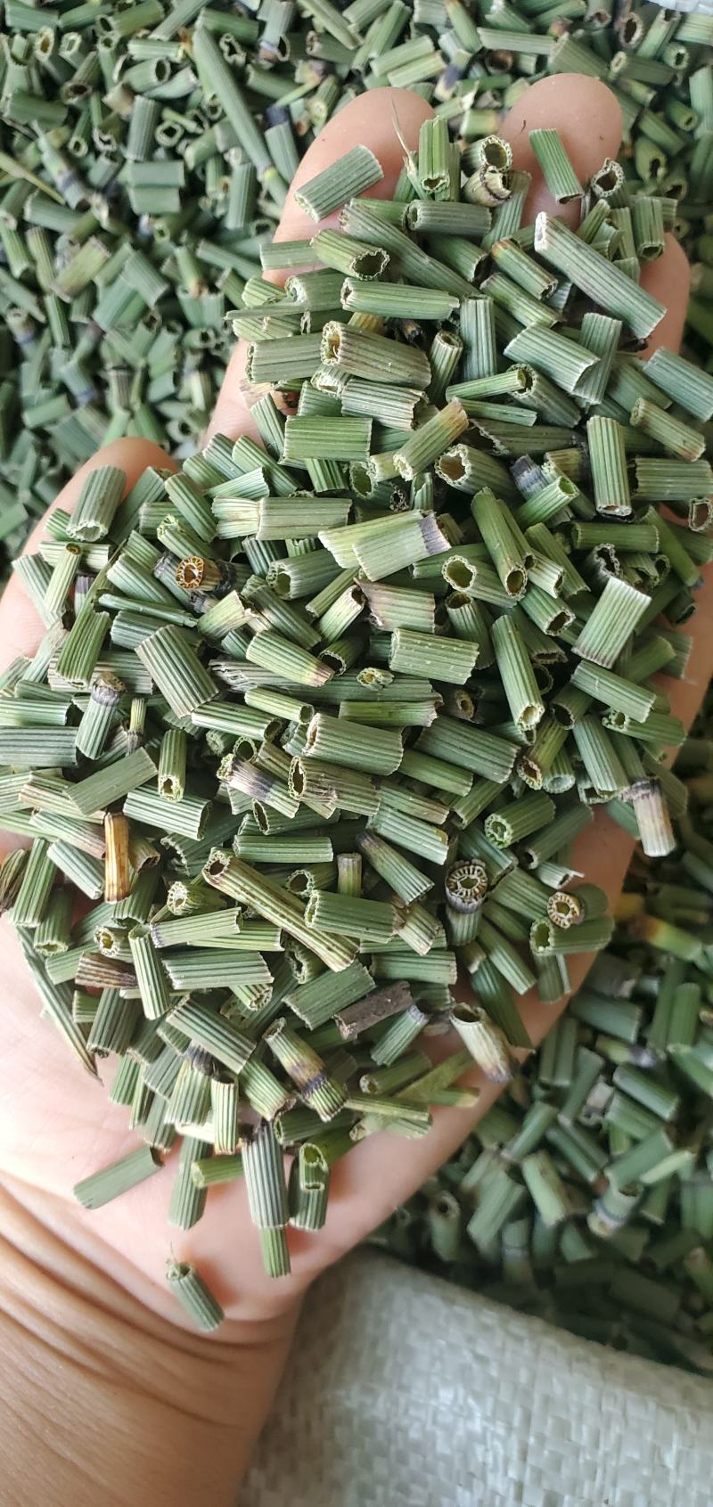 【精品】河北木贼新货上市无硫品质保证量大优惠欢迎咨询