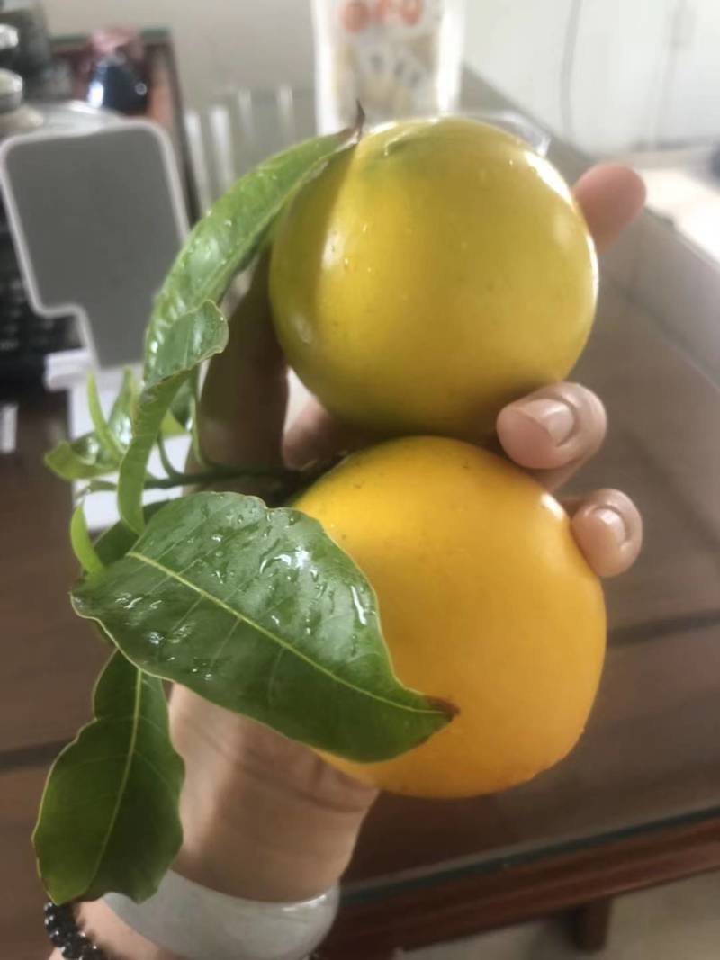黄晶果嫁接苗，大果黄晶果苗美植袋