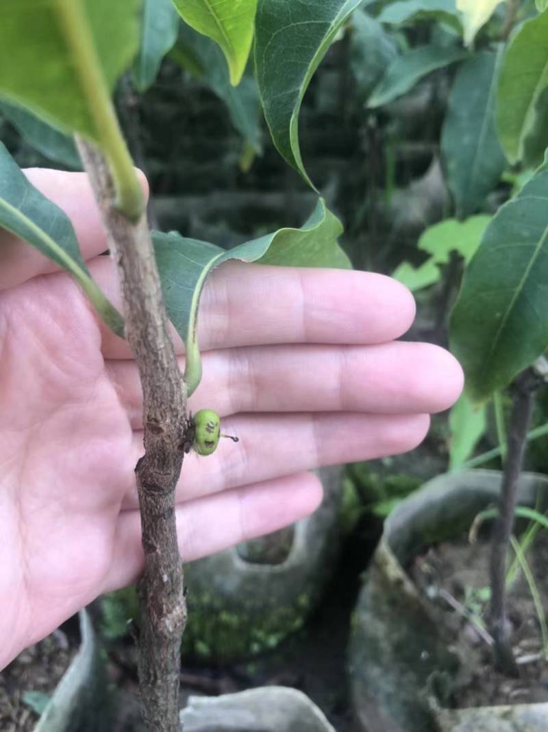 黄晶果嫁接苗，大果黄晶果苗美植袋