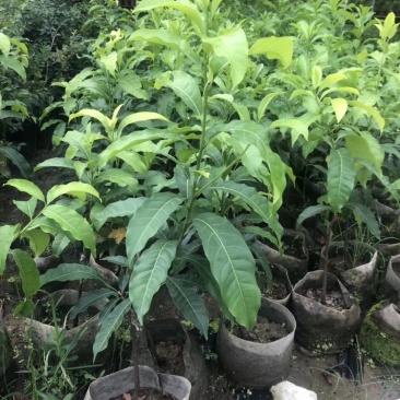 黄晶果嫁接苗，大果黄晶果苗美植袋
