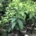 黄晶果嫁接苗，大果黄晶果苗美植袋