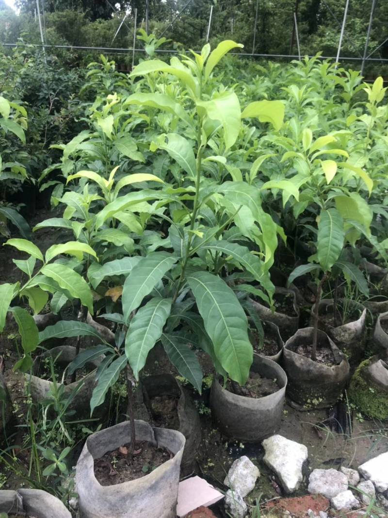 黄晶果嫁接苗，大果黄晶果苗美植袋