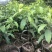 黄晶果嫁接苗，大果黄晶果苗美植袋