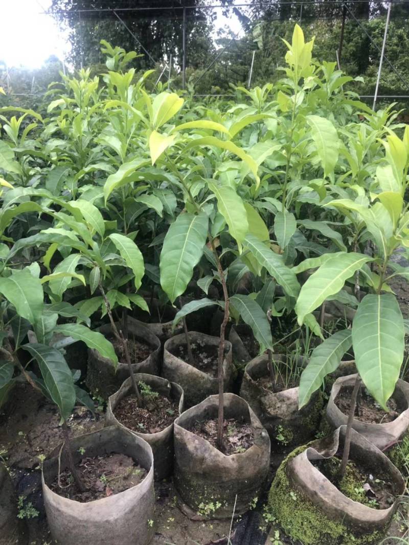 黄晶果嫁接苗，大果黄晶果苗美植袋