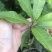 黄晶果嫁接苗，大果黄晶果苗美植袋