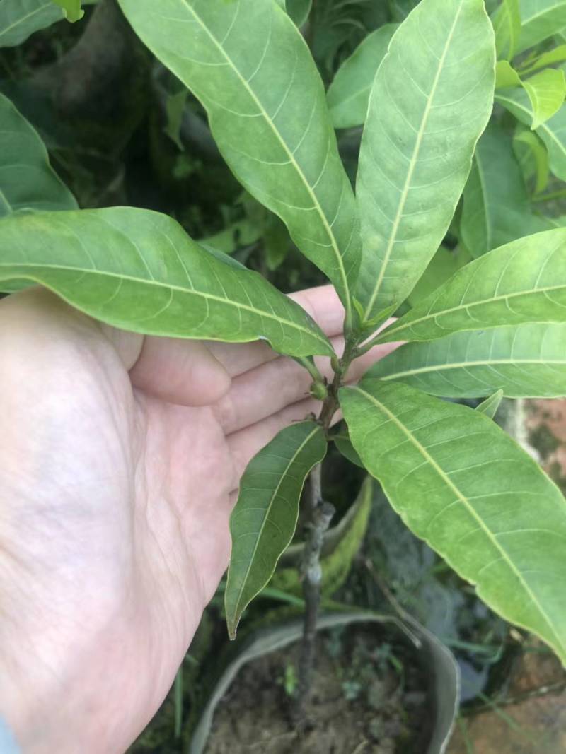 黄晶果嫁接苗，大果黄晶果苗美植袋