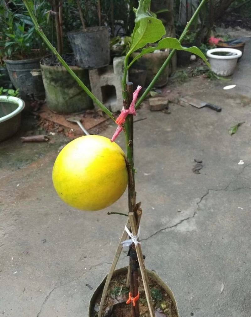黄晶果嫁接苗，大果黄晶果苗美植袋