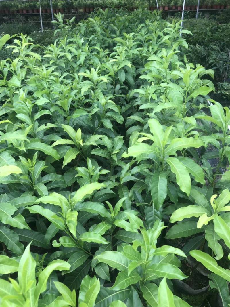 黄晶果嫁接苗，大果黄晶果苗美植袋