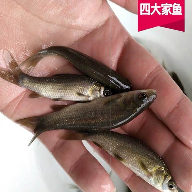 青鱼苗大规格黑鲩鱼苗田螺丝靑鱼苗🌟【鱼苗产地供应】
