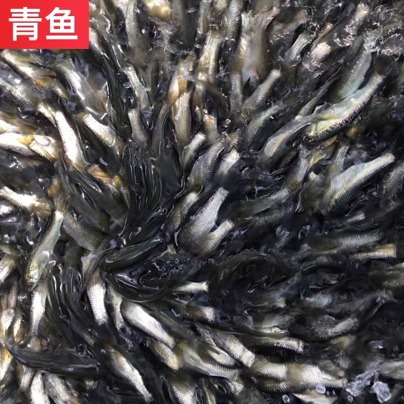 青鱼苗大规格黑鲩鱼苗田螺丝靑鱼苗🌟【鱼苗产地供应】