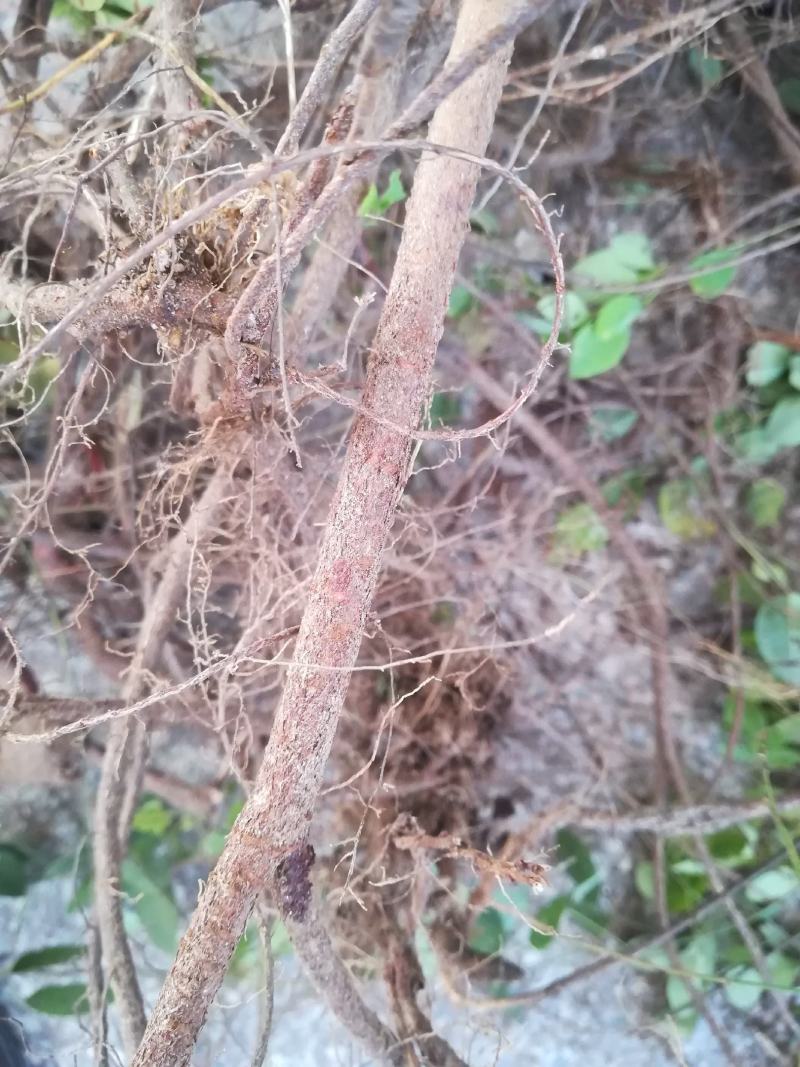 胡枝子树根野生新鲜的大叶胡枝子根马黄稍根中药材
