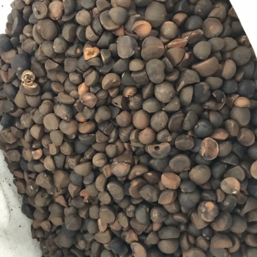 油茶籽，优质品质，保你满意