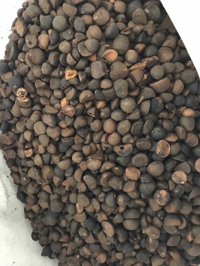 油茶籽，优质品质，保你满意