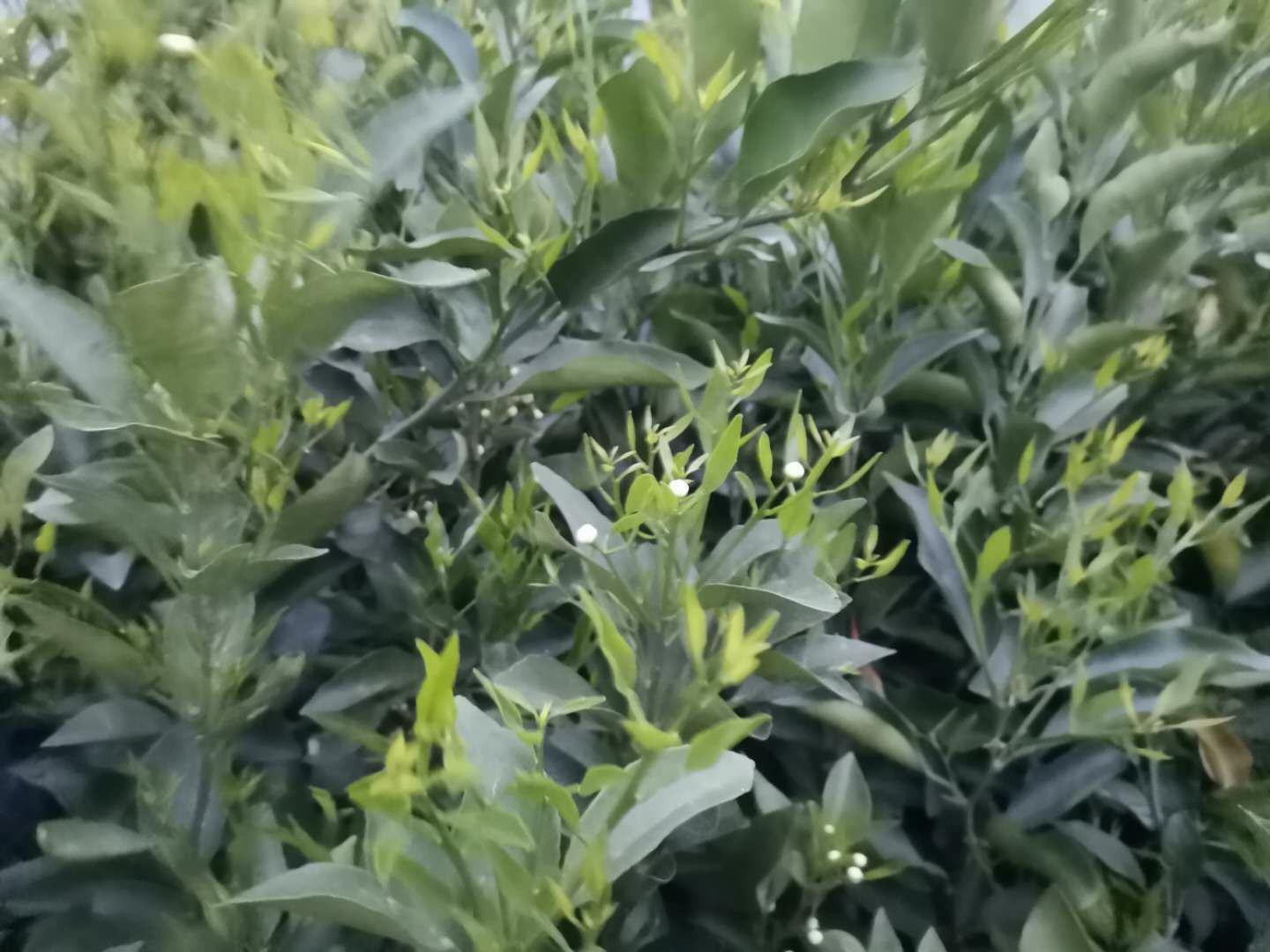 柑桔凤蝶幼虫栖息在柑桔叶片上,身体呈墨绿色,带有白色斑点,外形酷似鸟粪 柑桔凤蝶幼虫